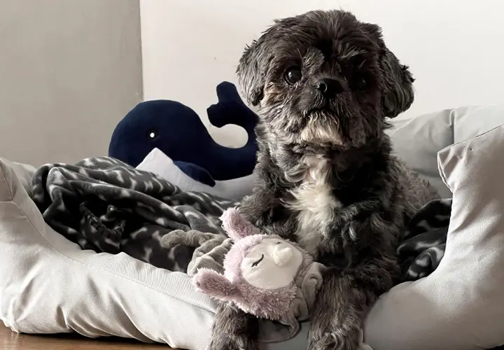 Een hond ligt gezellig in een hondenbed omringd door verschillende speeltjes.